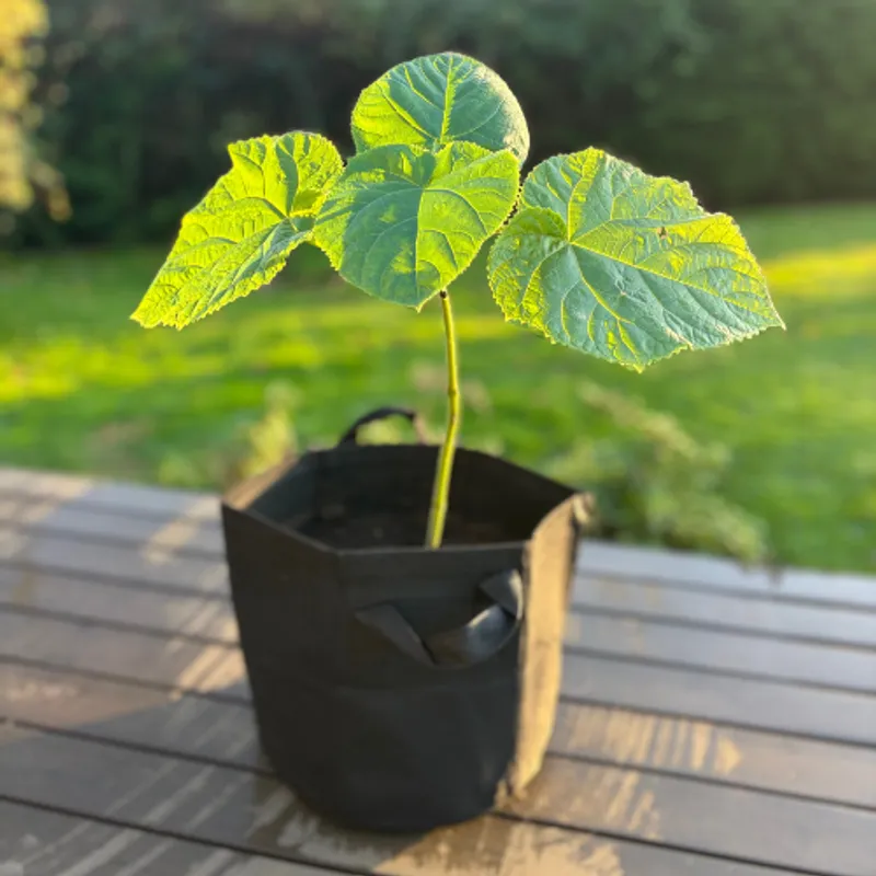 Paulownia Elongata Basic M - Premium Paulownia sapling - A medium-size paulownia elongata