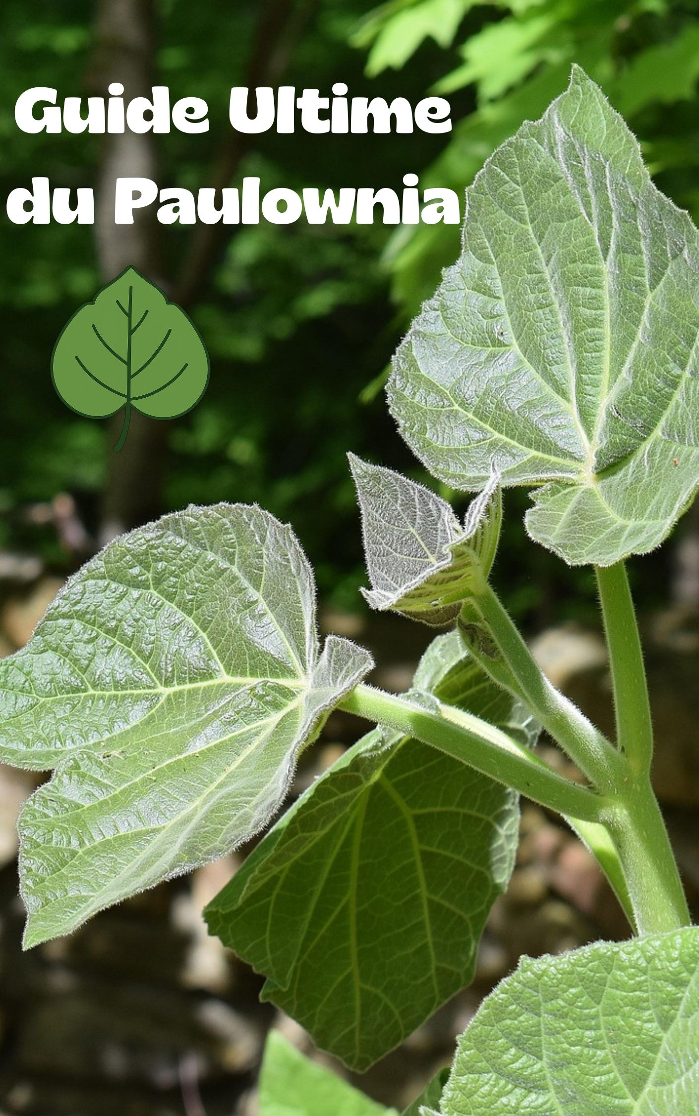 Guide Ultime du Paulownia en Belgique